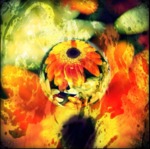 Orange Blossom by Allison Pruter